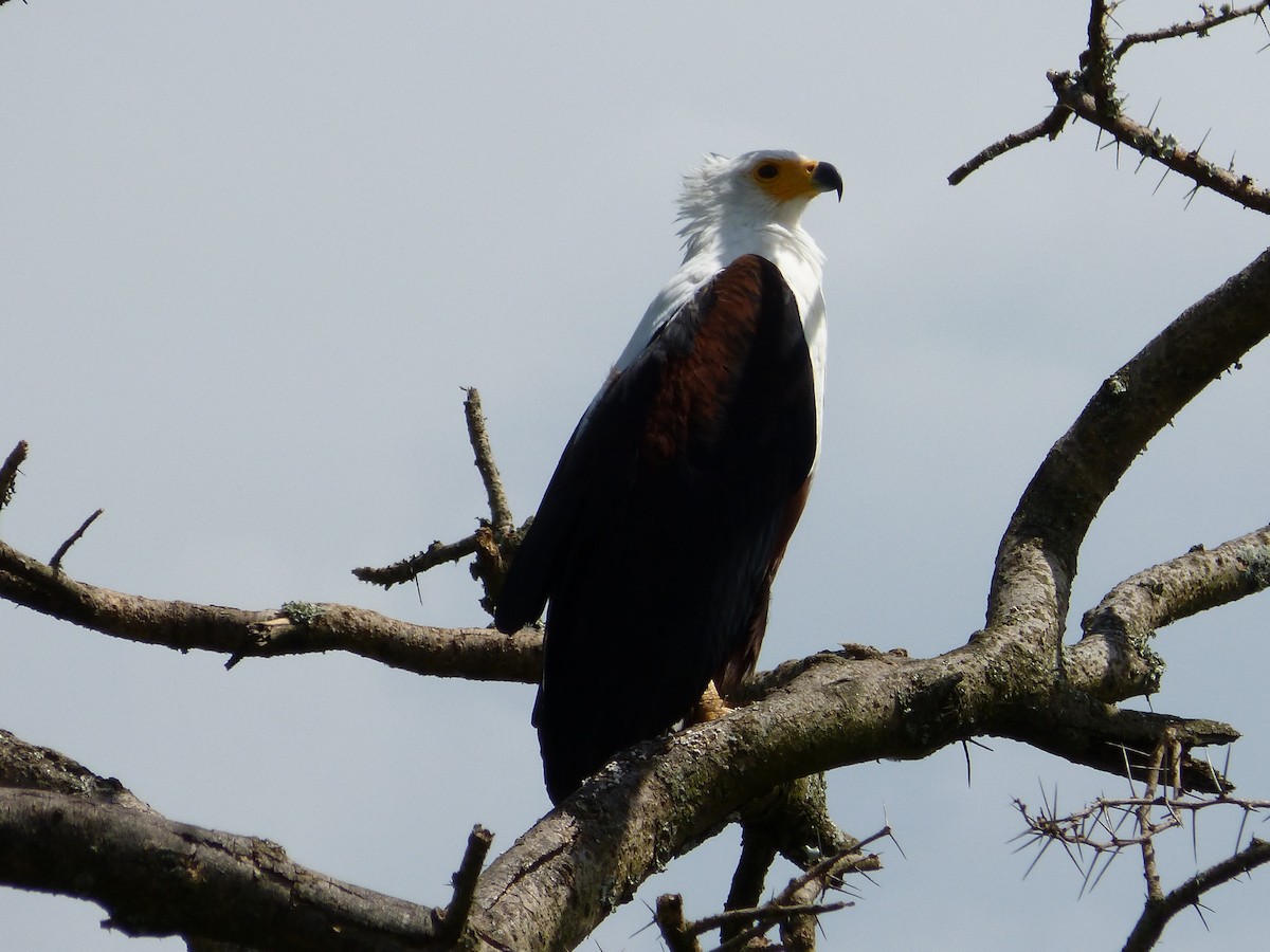African Fish-Eagle - ML467526691