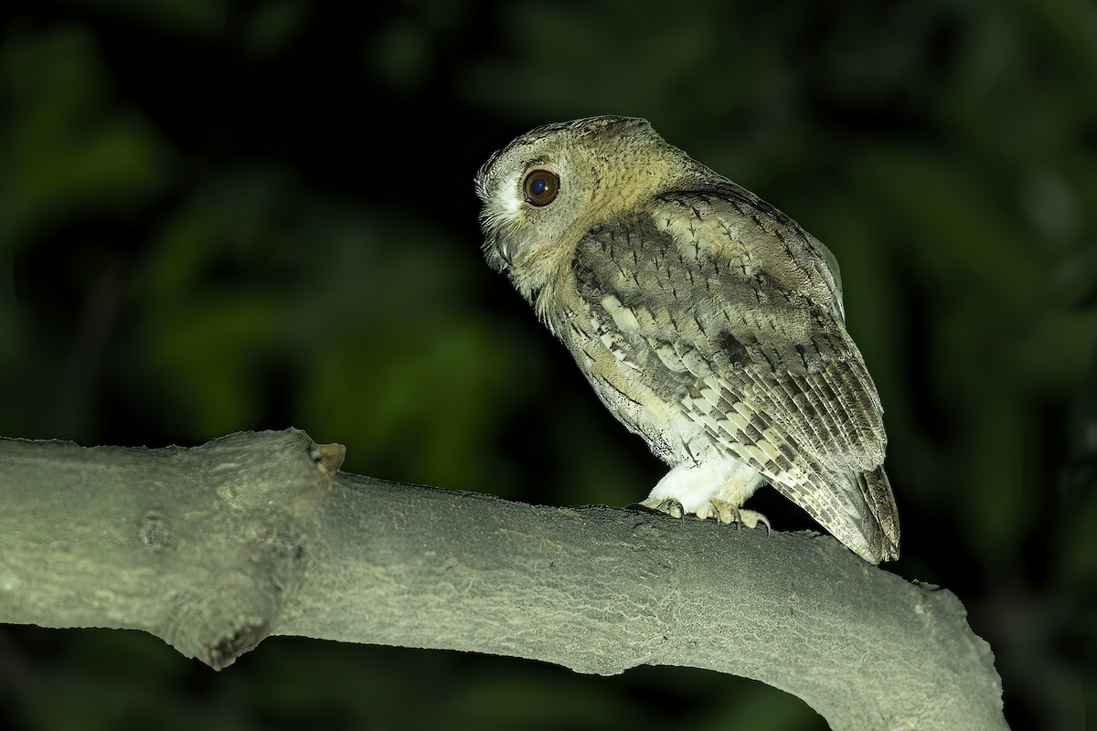 Indian Scops-Owl - ML467526961