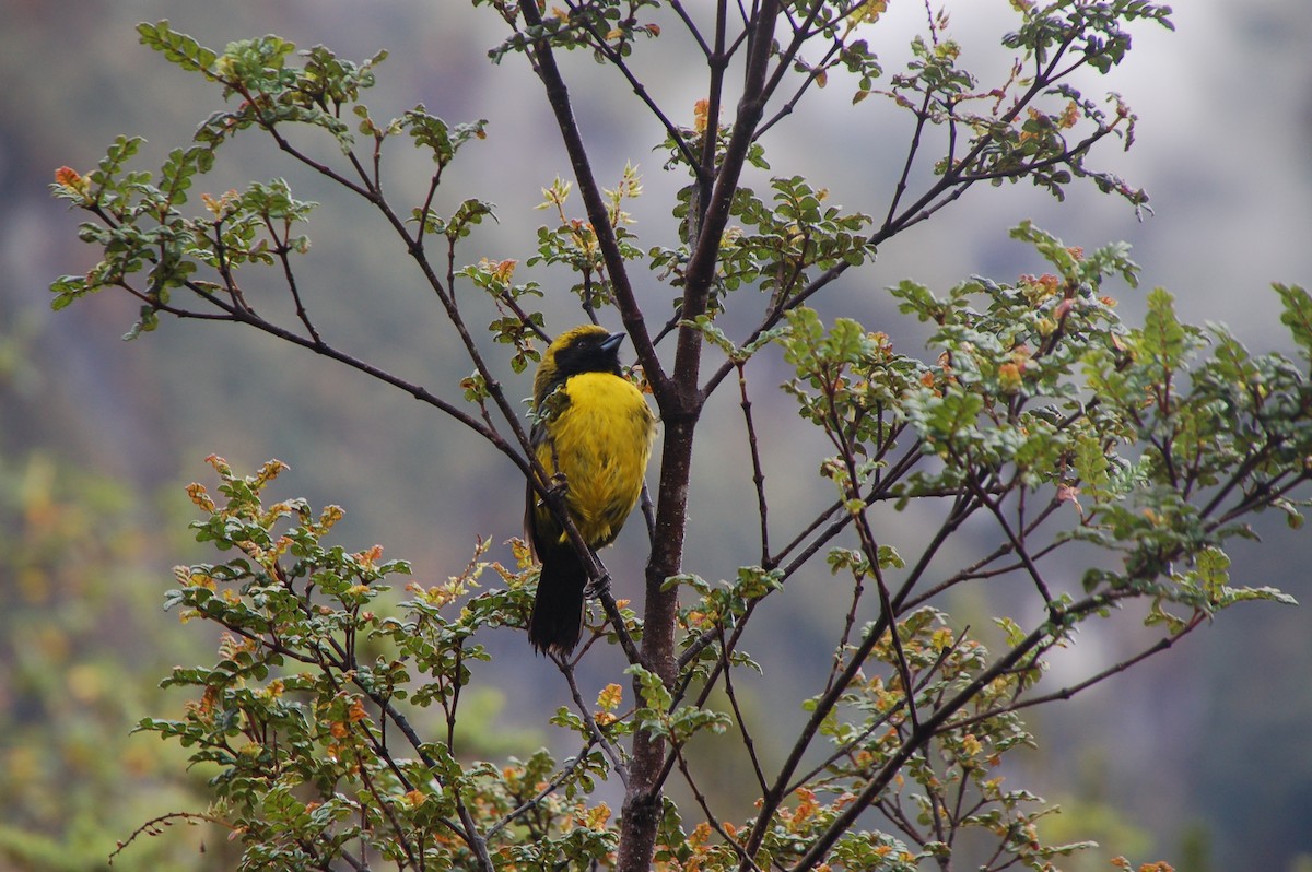 Masked Mountain Tanager - ML46754201
