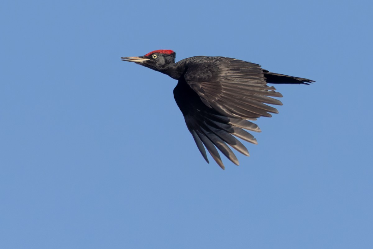 Black Woodpecker - ML467542421