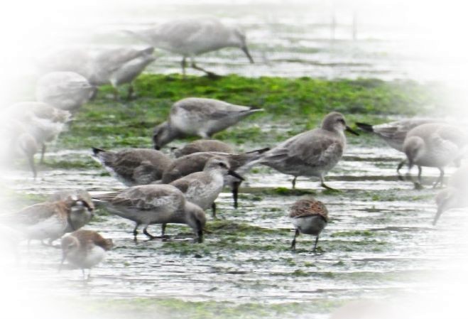 Red Knot - ML467544441
