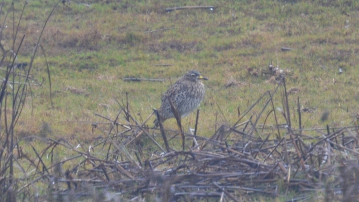 Spotted Thick-knee - Dirk Tomsa