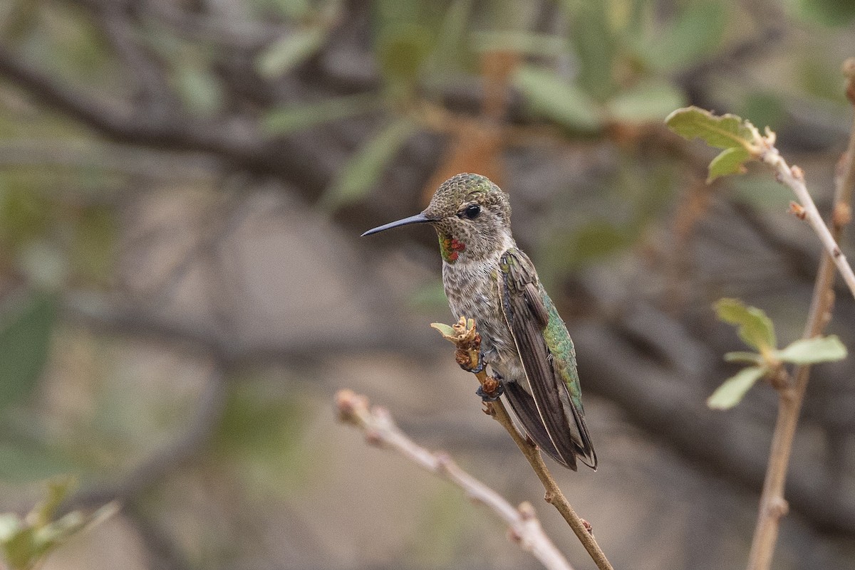 Anna's Hummingbird - ML467563961