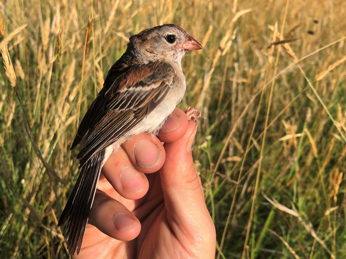 Field Sparrow - ML467572081