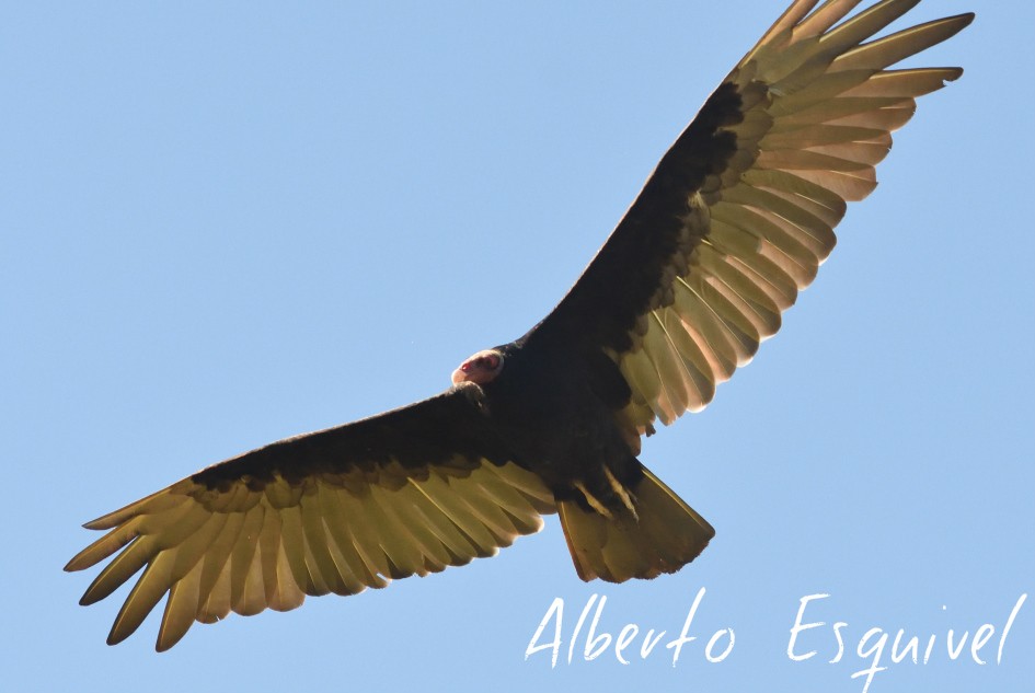 Turkey Vulture - ML46757971