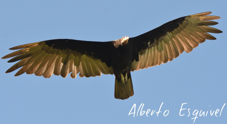 Lesser Yellow-headed Vulture - Alberto Esquivel Wildlife PY