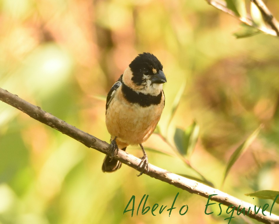Rusty-collared Seedeater - Alberto Esquivel Wildlife PY