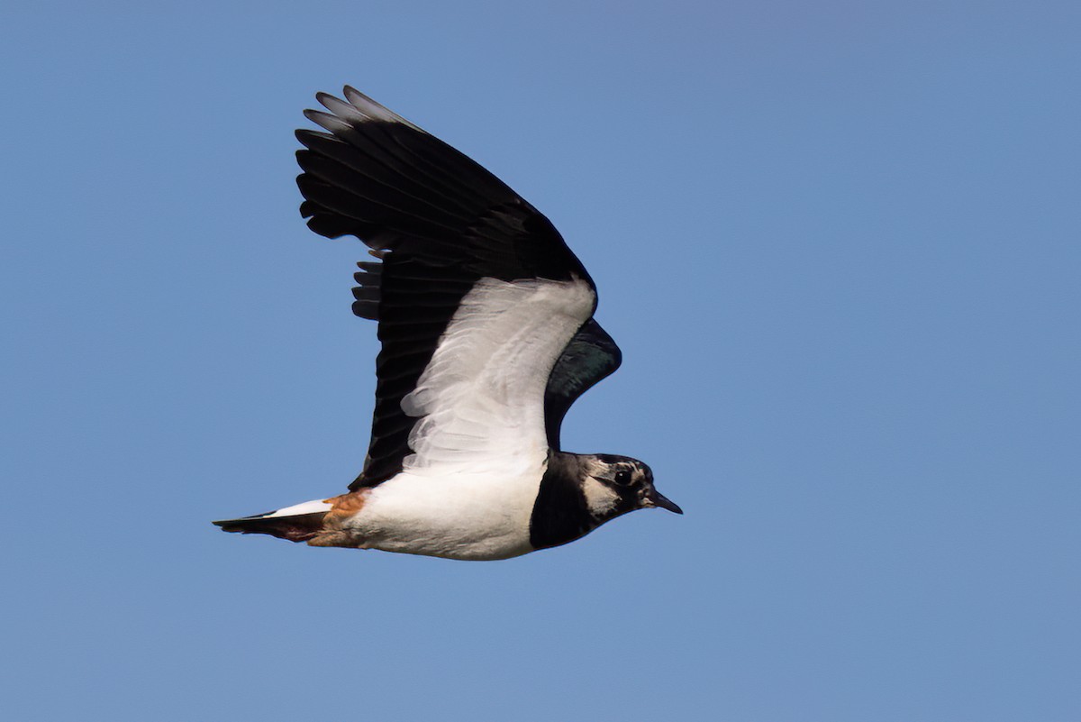 Northern Lapwing - Andrew Hart