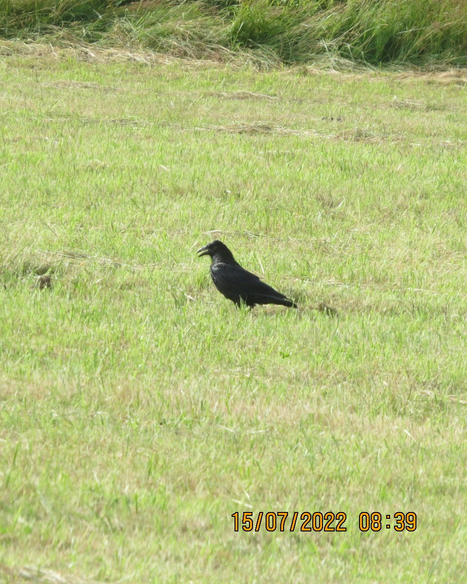 Common Raven - ML467593671
