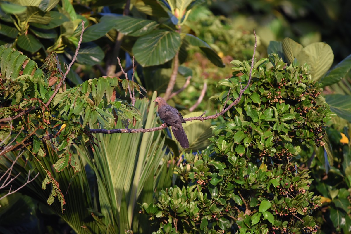 Philippine Cuckoo-Dove - ML467597921
