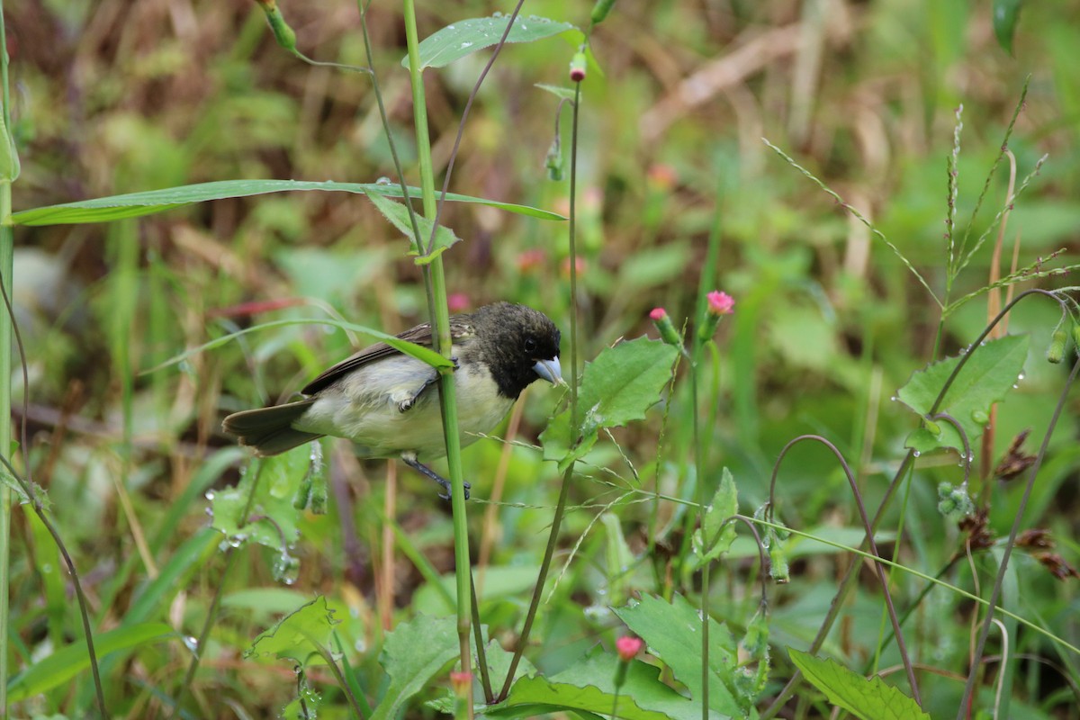 Yellow-bellied Seedeater - ML467603831