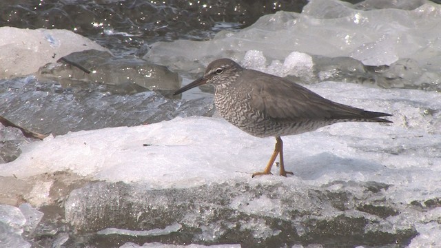  - Wandering Tattler