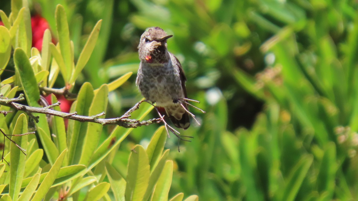 Anna's Hummingbird - ML467613241