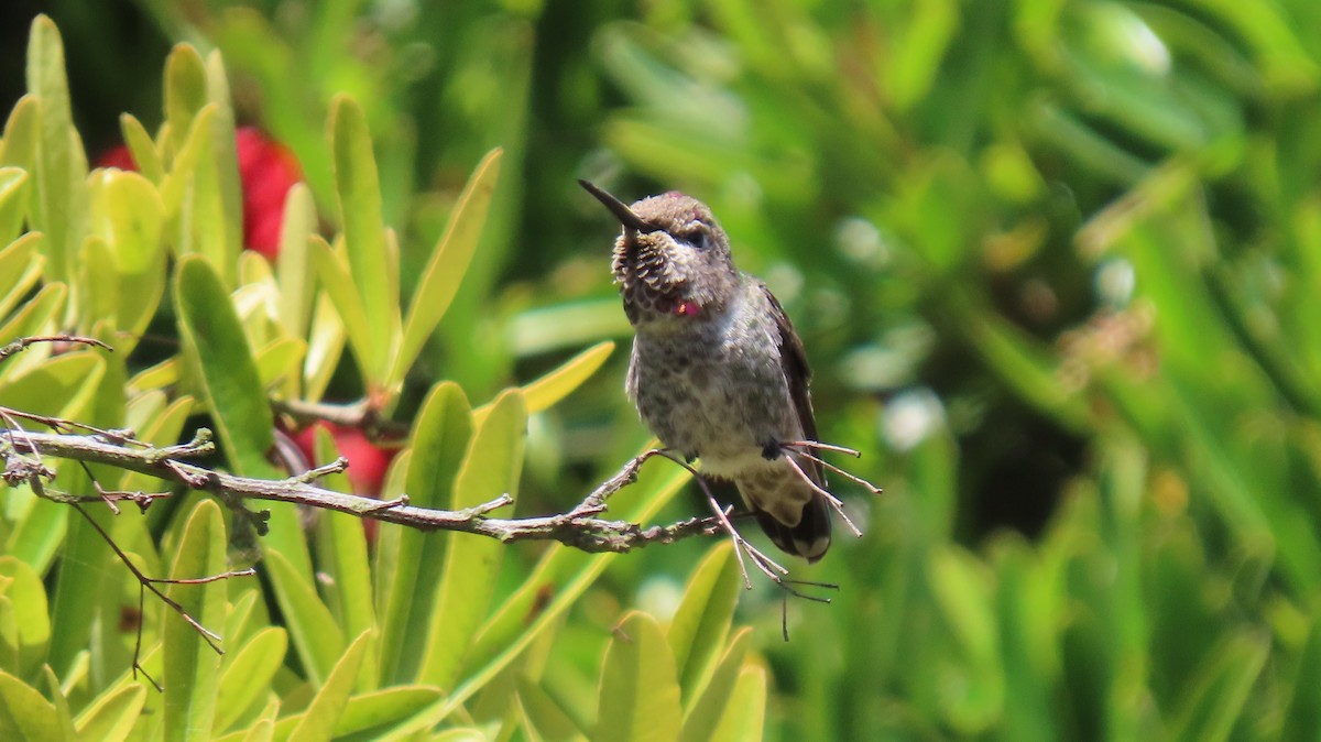 Anna's Hummingbird - ML467613371