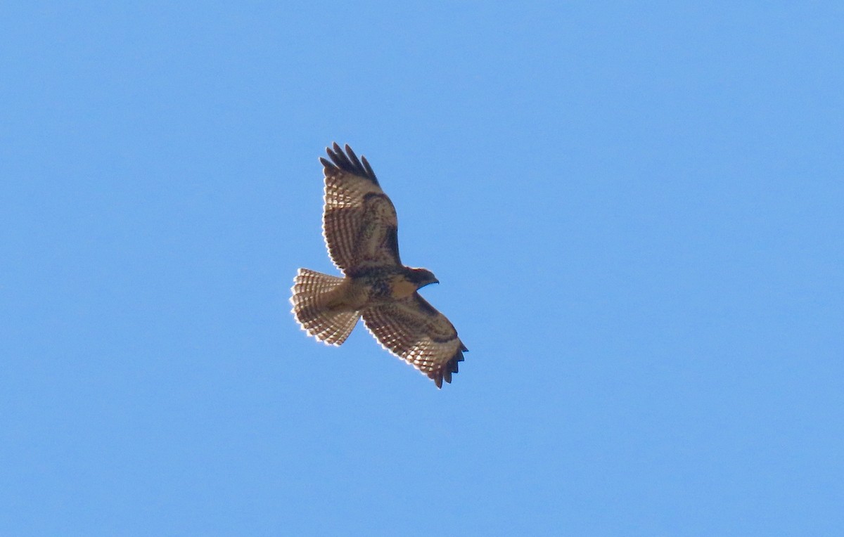 Red-tailed Hawk - ML467613411