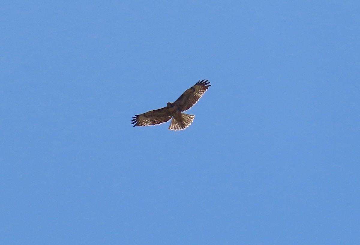 Red-tailed Hawk - ML467613431