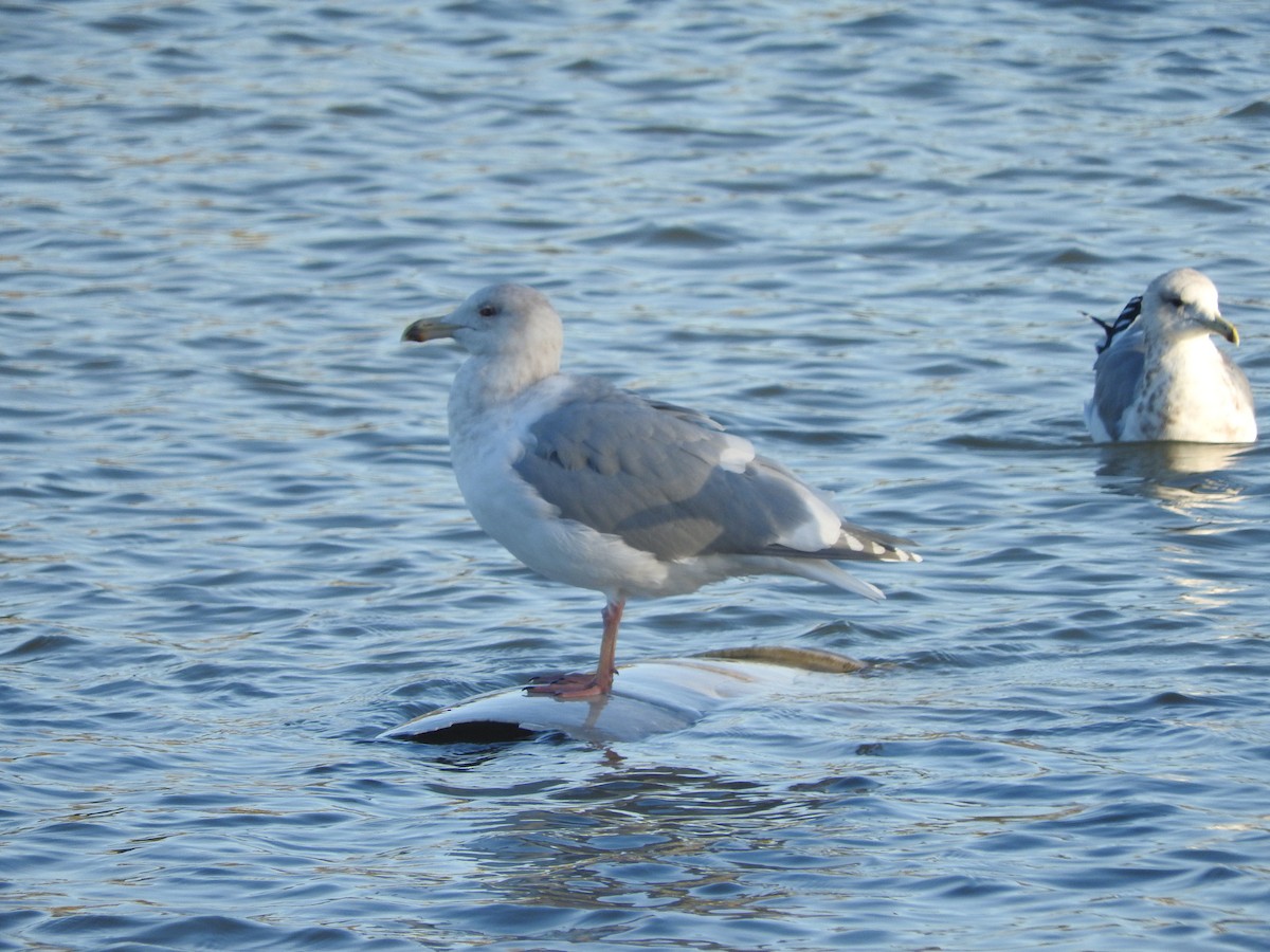 Glaucous-winged Gull - Geoffrey Helmbold