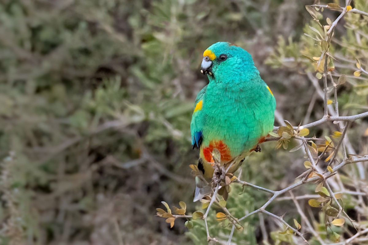 Папужка різнобарвний - ML467616661