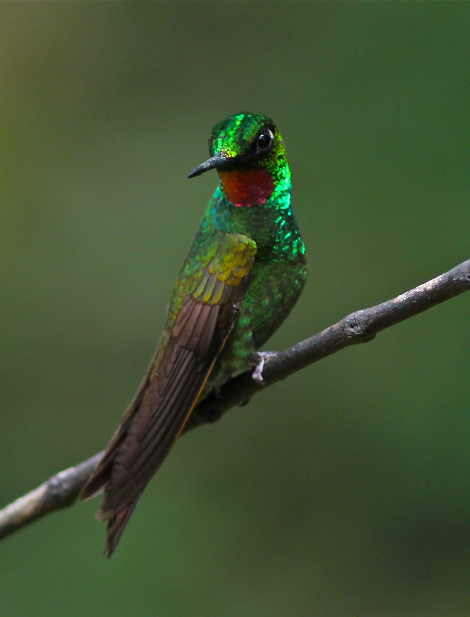 kolibřík brazilský - ML46761811