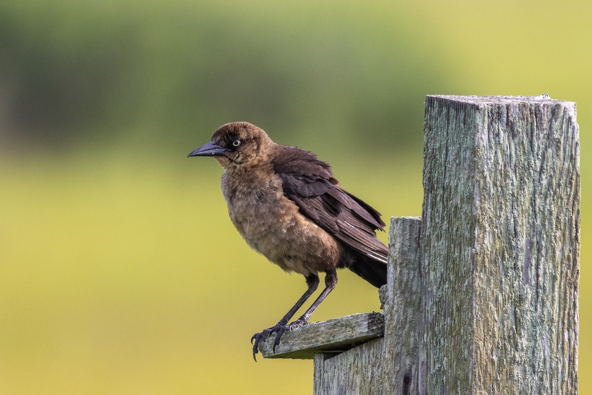 Boat-tailed Grackle - ML467622151