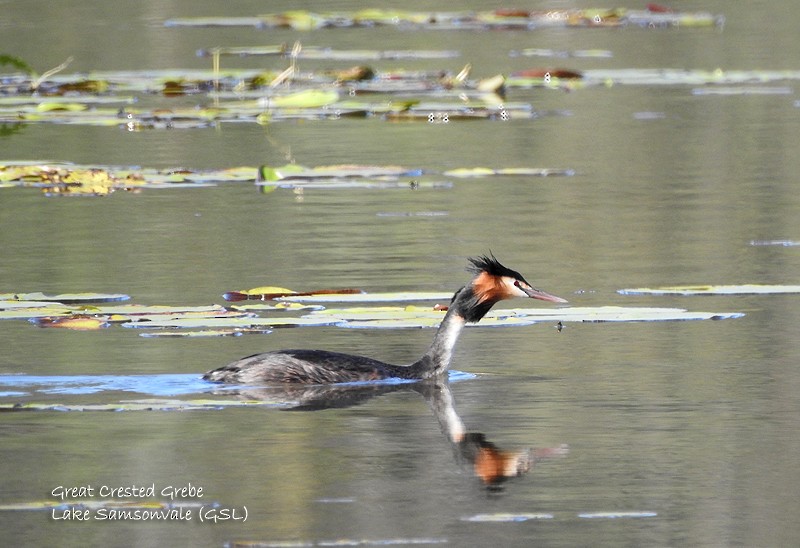 Great Crested Grebe - ML467624891