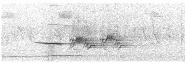 Дрізд-короткодзьоб плямистоволий [група auduboni] - ML467626211