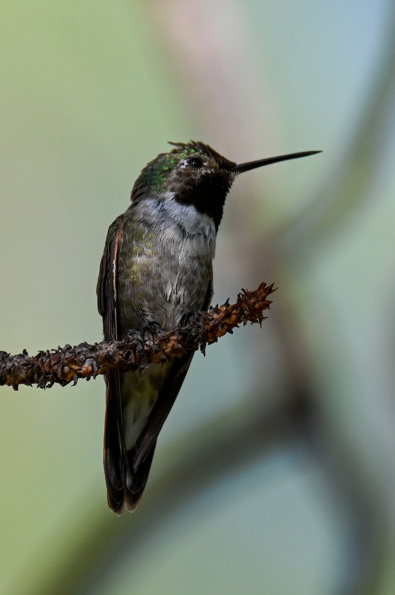 Broad-tailed Hummingbird - ML467627051