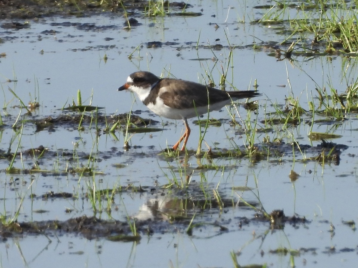 Semipalmated Plover - ML467631661