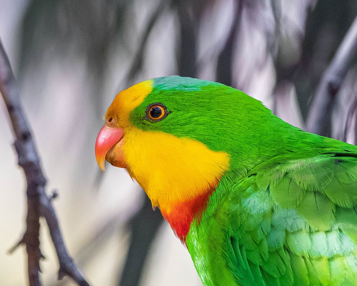 Superb Parrot - Hoeckman's Wildlife