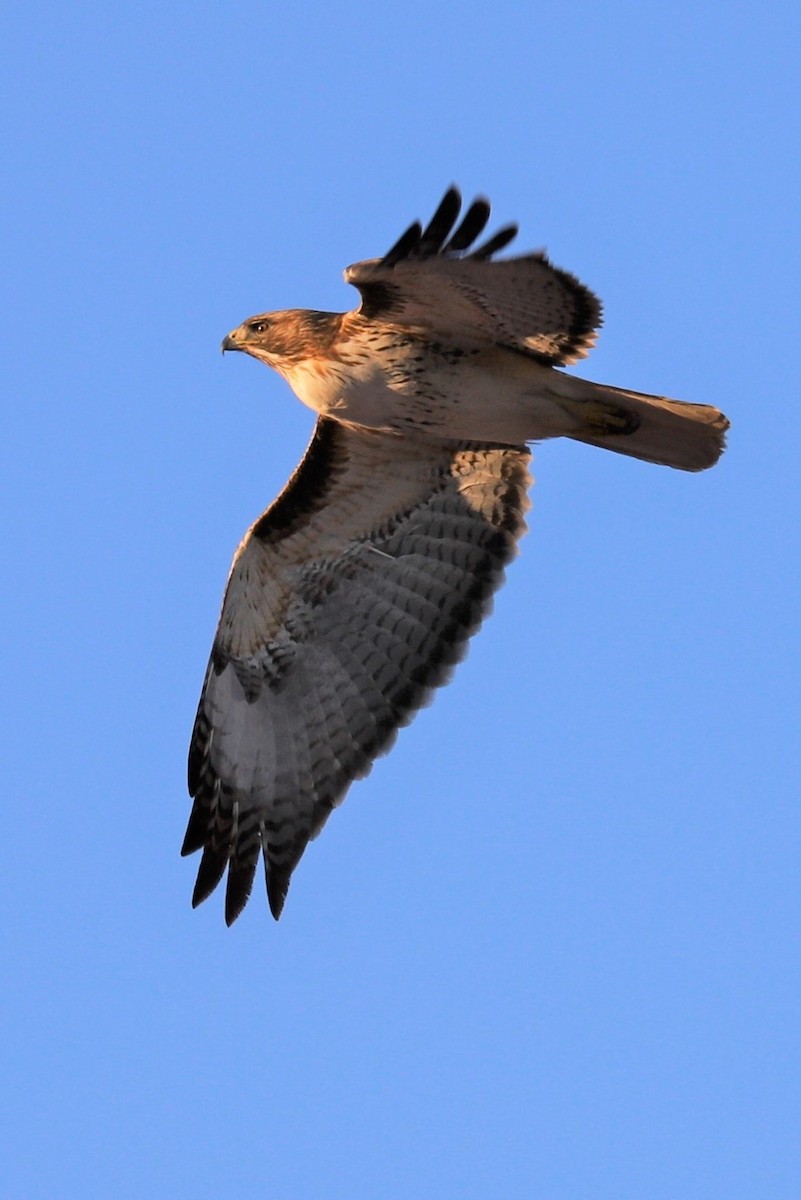 Red-tailed Hawk - ML467636181