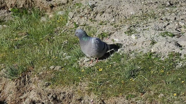 Pigeon des rochers - ML467641801