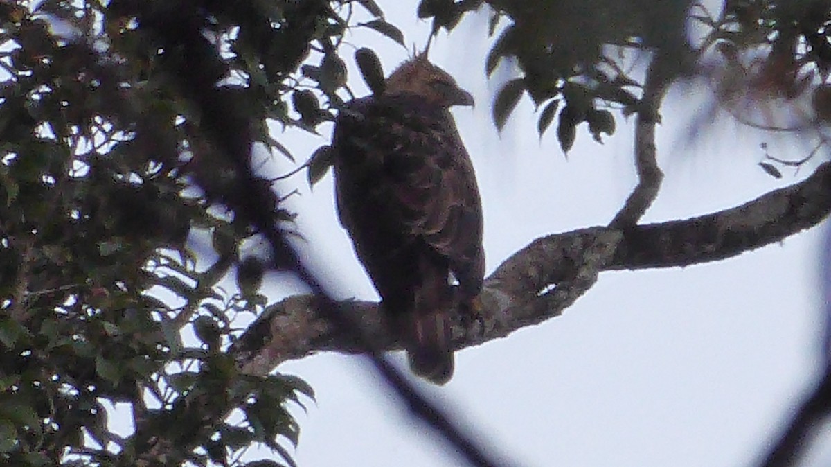 Javan Hawk-Eagle - Remco Hofland