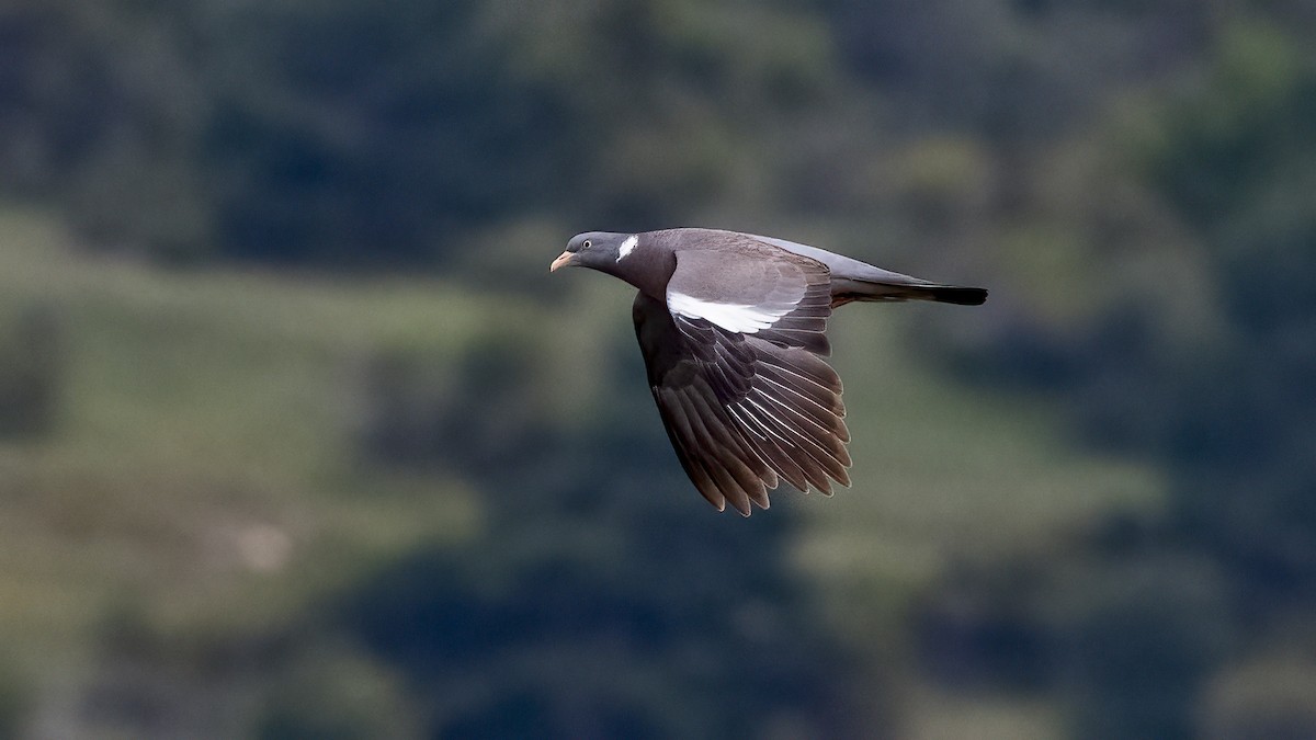 Common Wood-Pigeon - Ogün Aydin