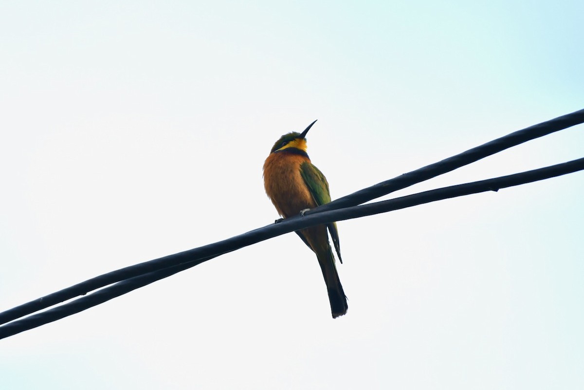 Cinnamon-chested Bee-eater - ML467648291
