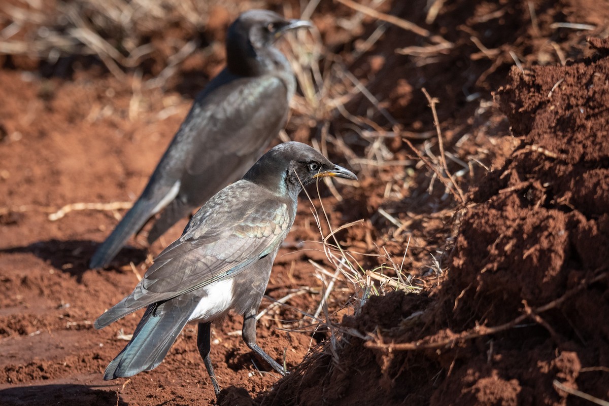 African Pied Starling - ML467649231