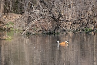 South African Shelduck, ML467649901