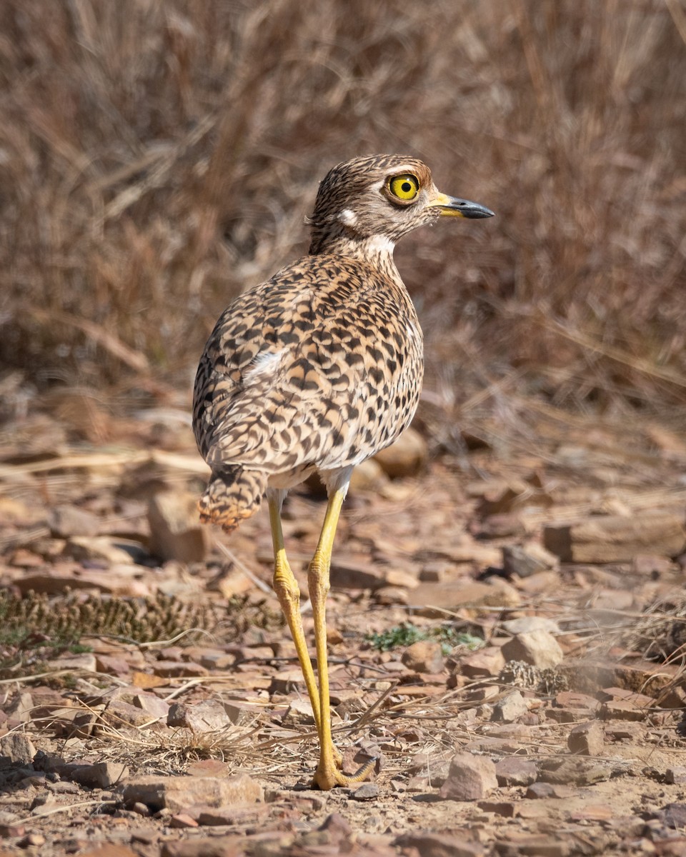 Spotted Thick-knee - ML467650291