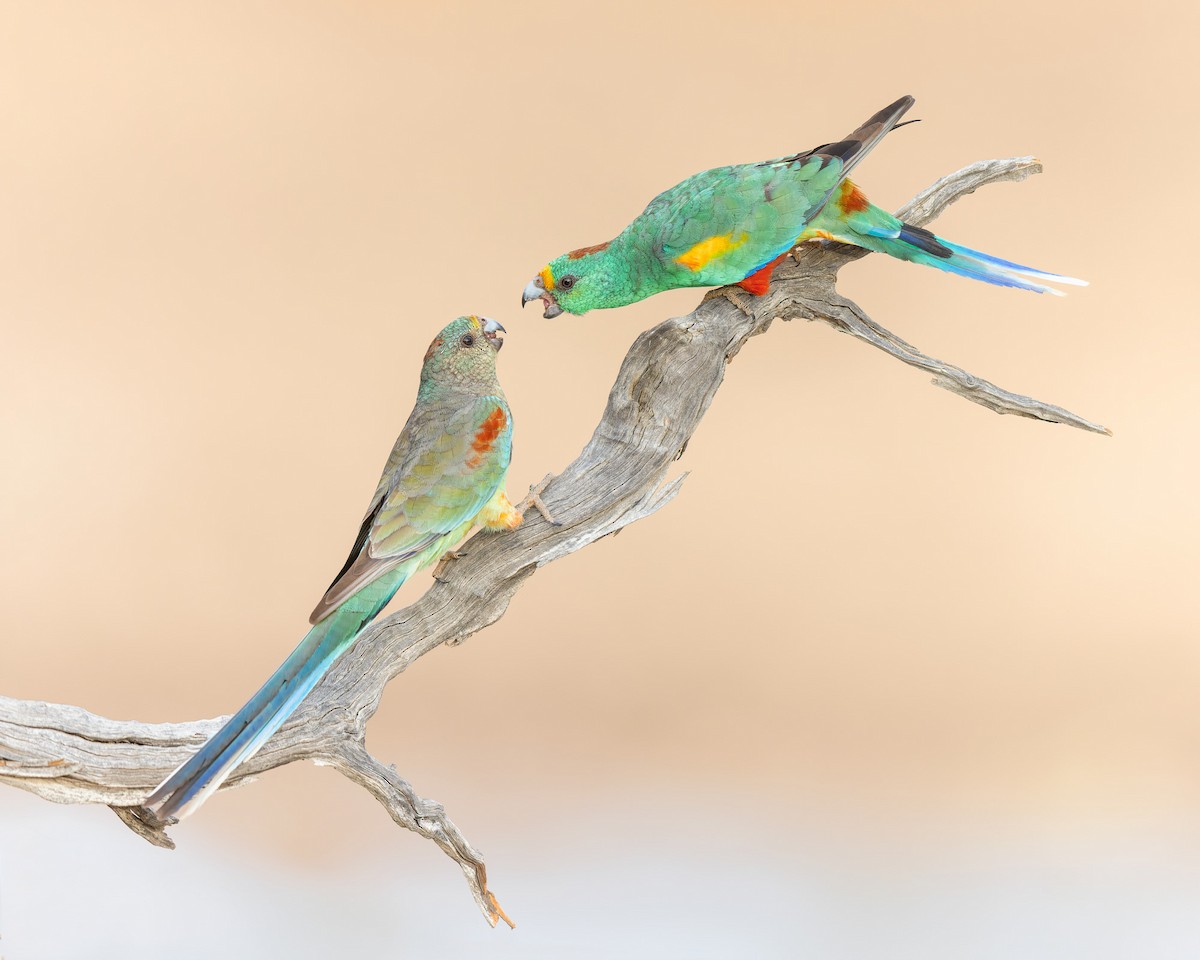 Разноцветный попугайчик - ML467651501
