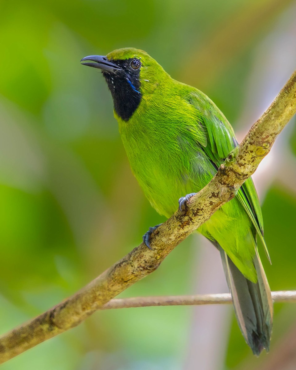 Lesser Green Leafbird - Saravanan Krishnamurthy
