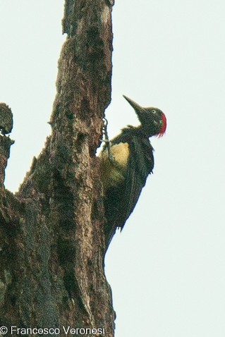White-bellied Woodpecker - ML467653341