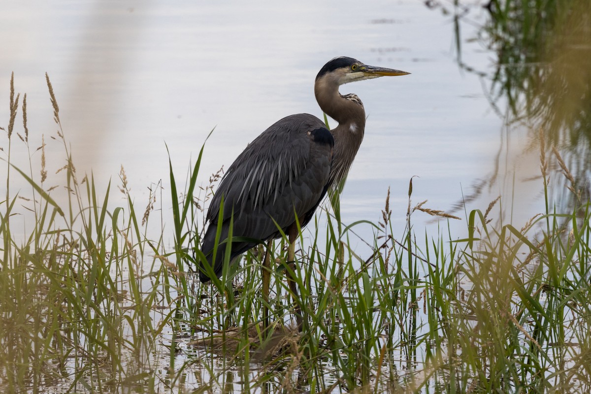 Ebird Checklist - 15 Jul 2022 - Pitt Meadows--sturgeon Slough - 24 Species