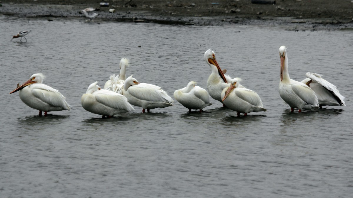 pelikán severoamerický - ML467669151