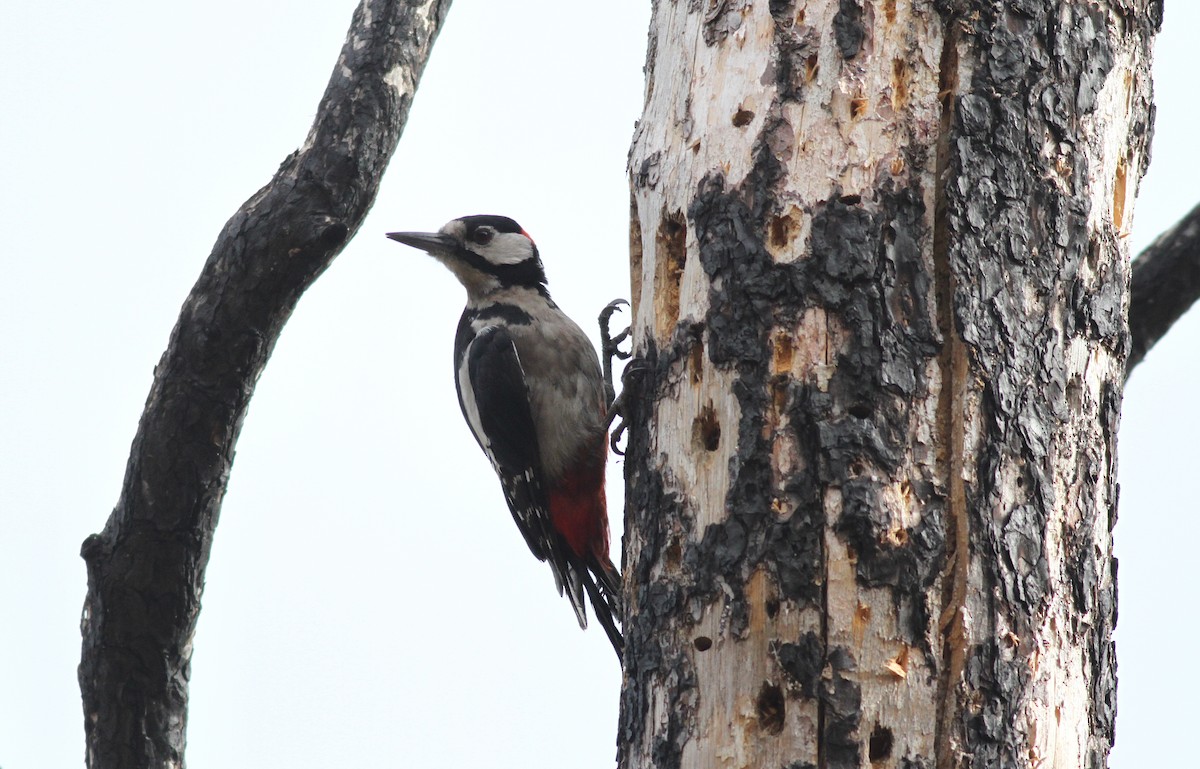 Great Spotted Woodpecker (Canarian) - ML467674021
