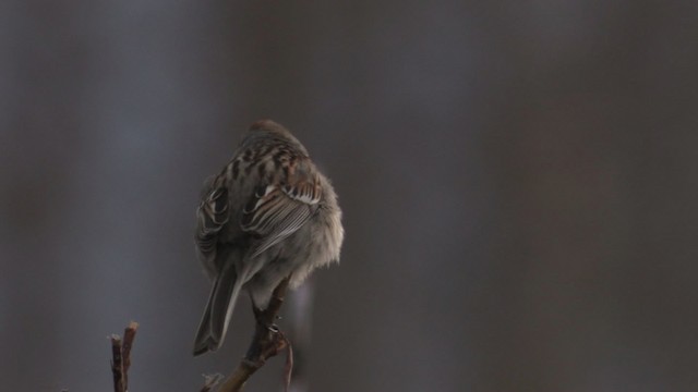 American Tree Sparrow - ML467675