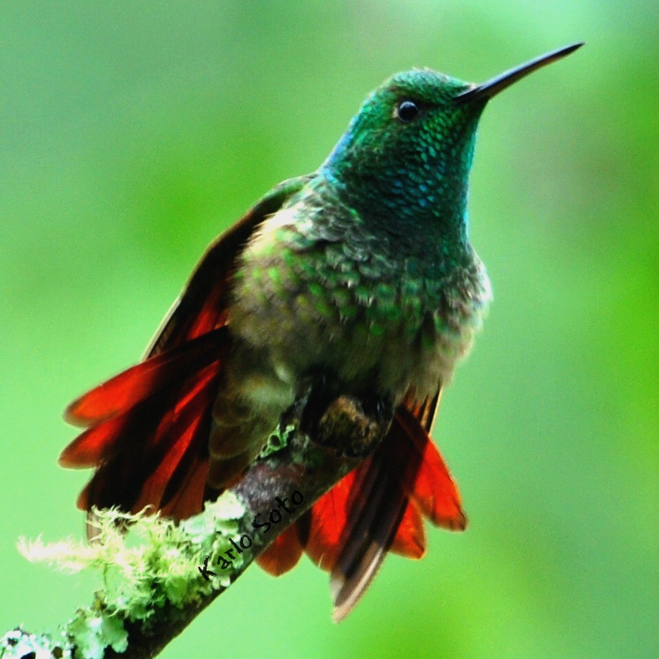 kolibřík mexický - ML46767541