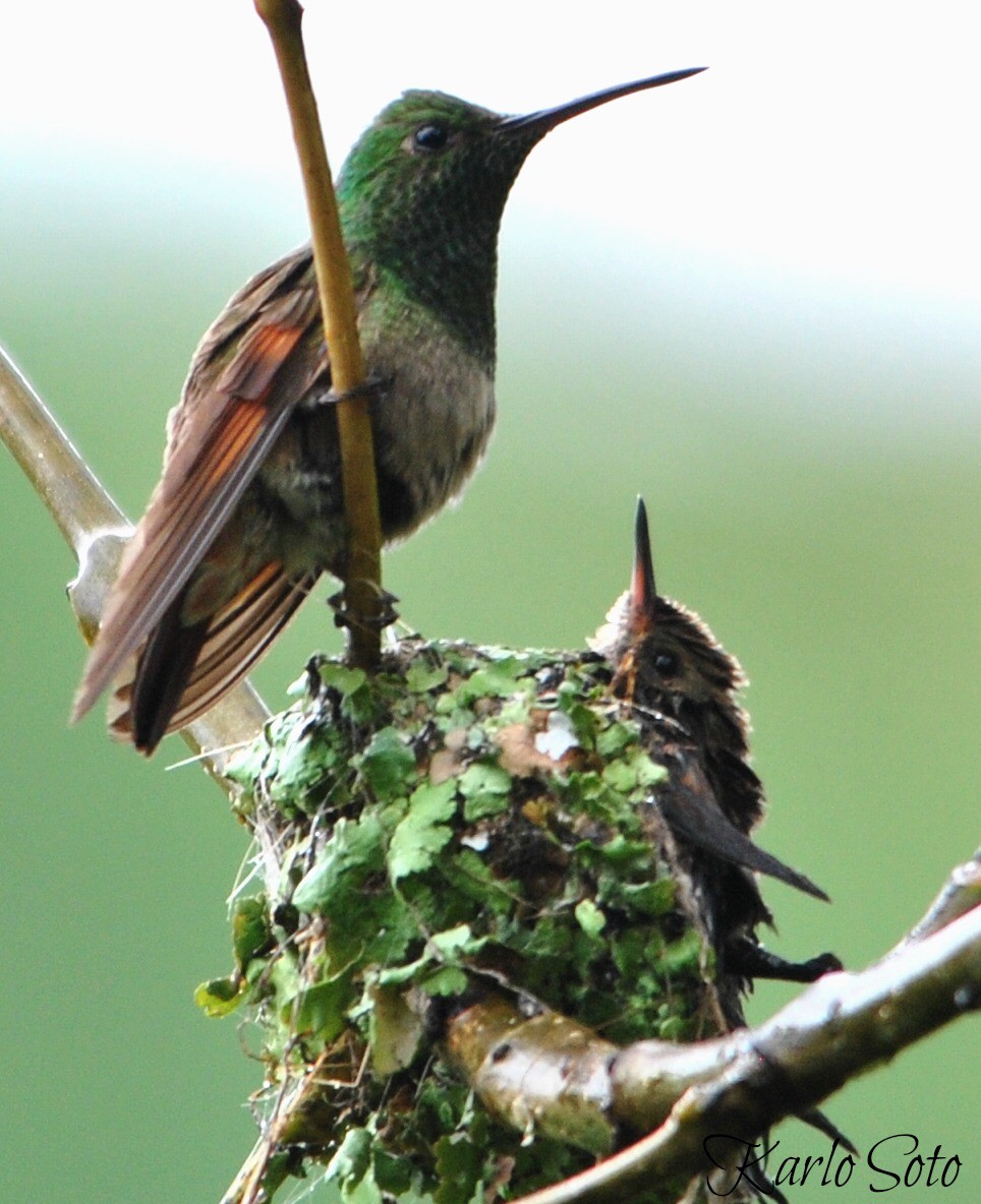 Berylline Hummingbird - Karlo Antonio Soto Huerta