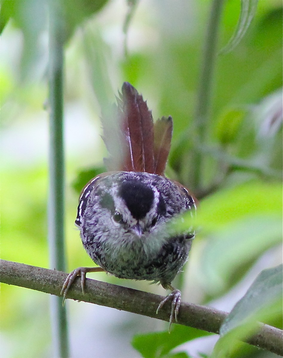 Rufous-tailed Antbird - Dave Czaplak