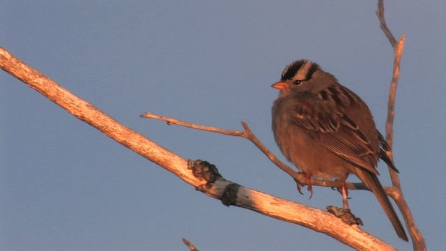 White-crowned Sparrow - ML467677