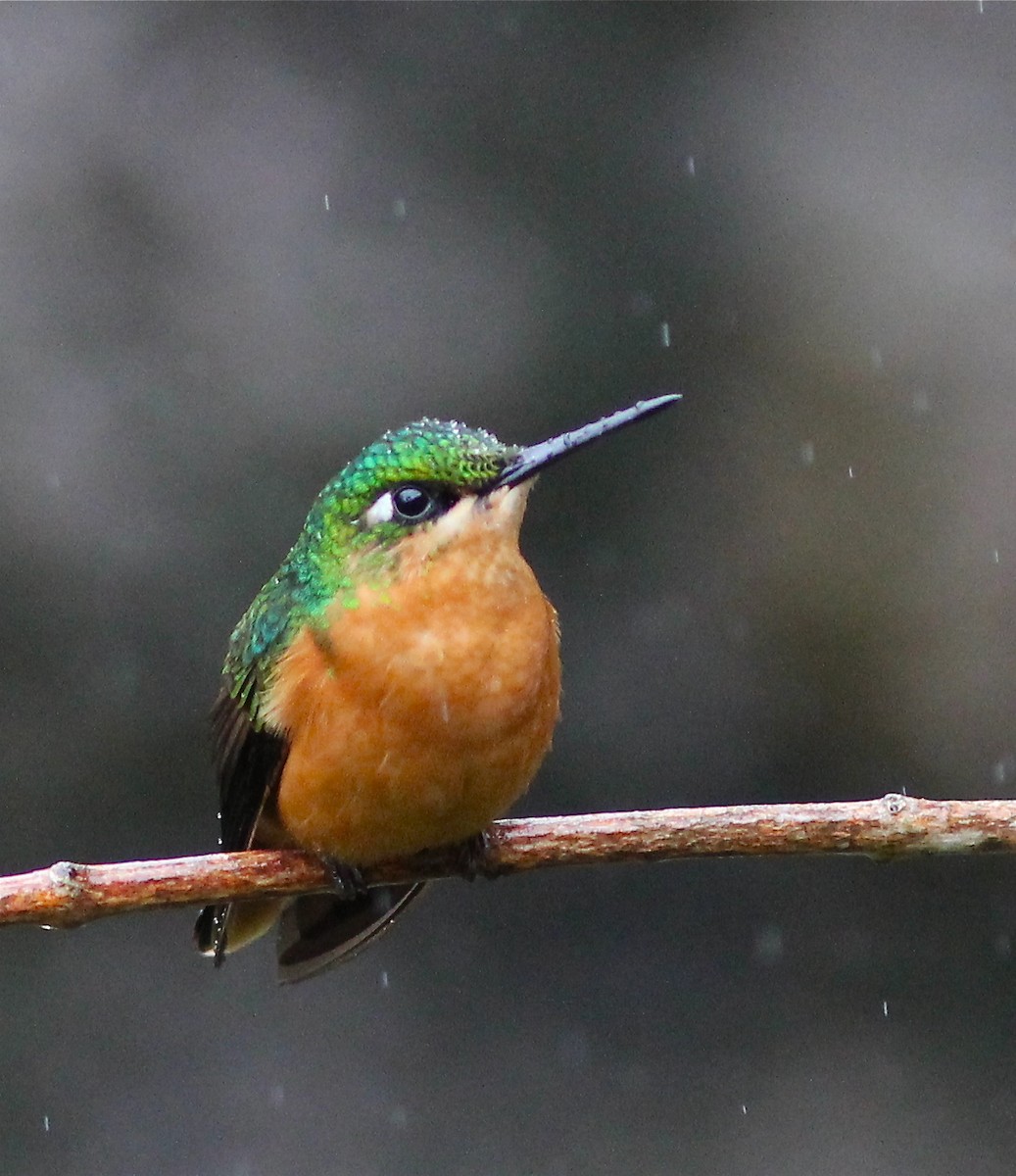 kolibřík brazilský - ML46767851