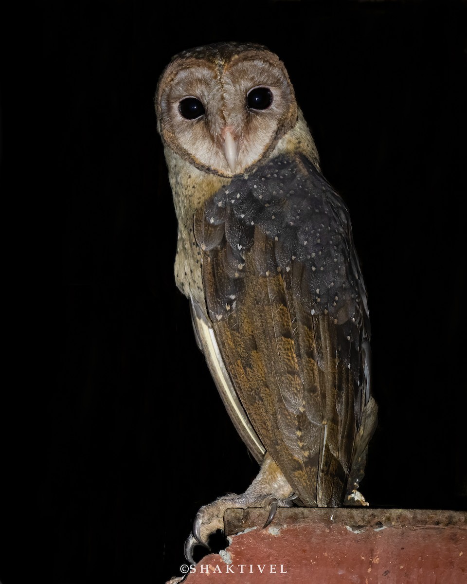 Andaman Masked-Owl - ML467681961